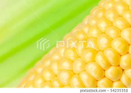 corn  54235358