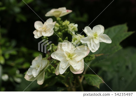 Kashiwaba繡球花 54235497