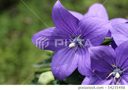 由翻譯提供支持 54235498