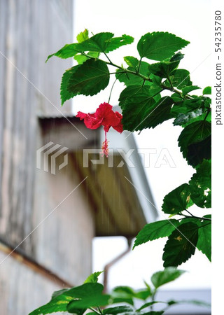 Rain falling on an old eaves 2 54235780