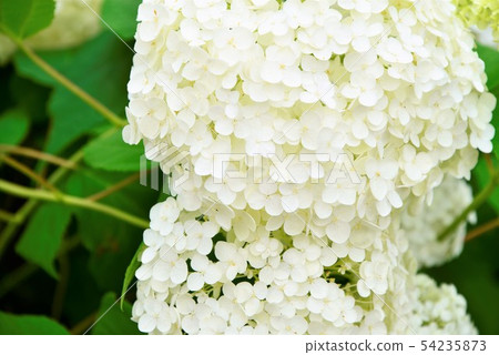 白色繡球花annabel 白色繡球花annabel 54235873