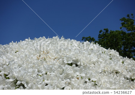 White azalea in full bloom White azalea in full bloom 54236627