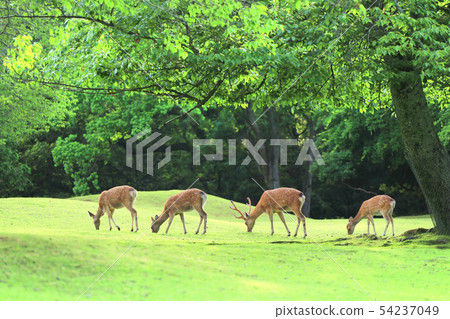 一隻鹿 54237049