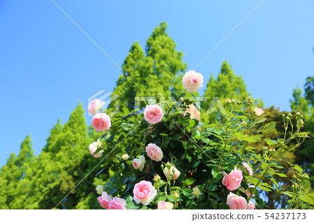 杏花Pierre du Ronsalle 杏花Pierre du Ronsalle 54237173