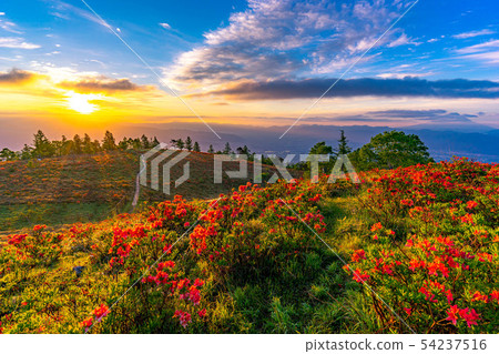 從阿瑪瑞山和rengetsutsuji [山梨縣]的日出 54237516