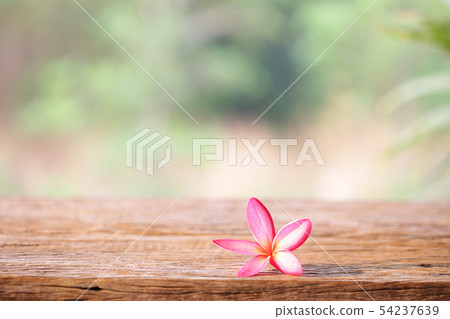 Pink frangipani on brown wooden table at outside Pink frangipani on brown wooden table at outside 54237639