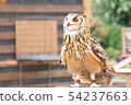 "Walking owl" waiting for the turn 54237663