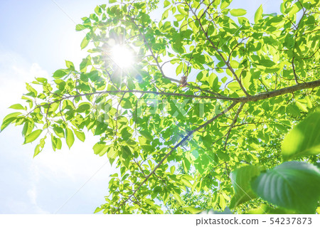 Fresh green and sunbeams 54237873