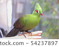 Friendly "Evosidori" 54237897