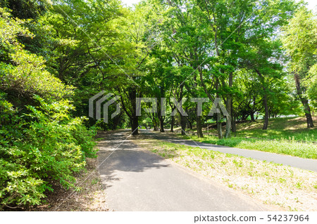 Road surrounded by fresh green 54237964