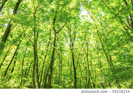 新鮮的綠色森林浴 54238254