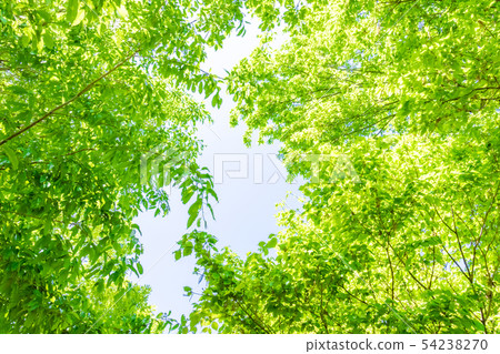 Fresh green and sunbeams Fresh green and sunbeams 54238270