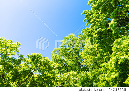 清新的綠色和藍天 清新的綠色和藍天 54238336