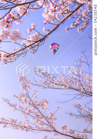Kasai, a town where balloons fly! Collaboration of cherry blossoms and balloons that announce spring! (Ukino-cho, Kasai City, Hyogo Prefecture) *The shooting position in the comment section of the work Kasai, a town where balloons fly! Collaboration of cherry blossoms and balloons that announce spring! (Ukino-cho, Kasai City, Hyogo Prefecture) *The shooting position in the comment section of the work 54238548