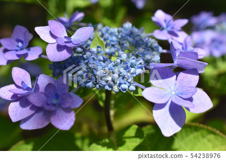 茅崎市高砂綠地繡球花 54238976