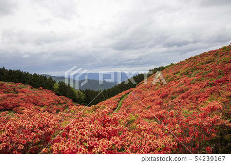 大和Ibarakiyama,杜鵑花 大和Ibarakiyama,杜鵑花 54239167