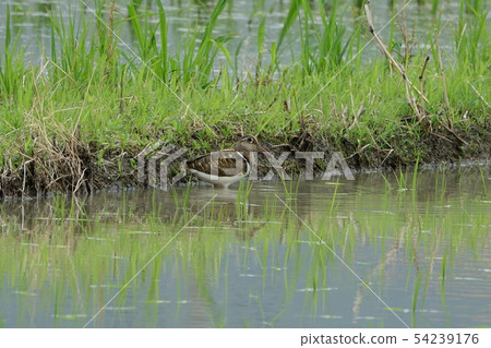 Tomasigi Tomasigi 54239176