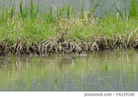 彩鷸 彩鷸 54239180