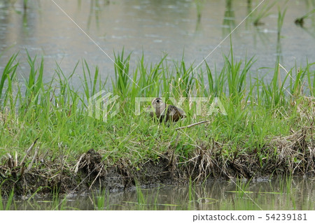 Tomasigi Tomasigi 54239181