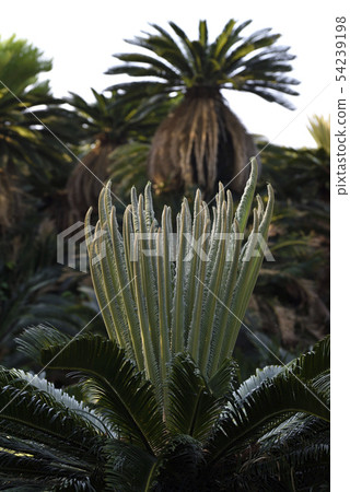 Cycles of Amami Oshima 54239198