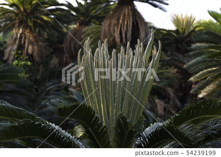 Cycles of Amami Oshima 54239199