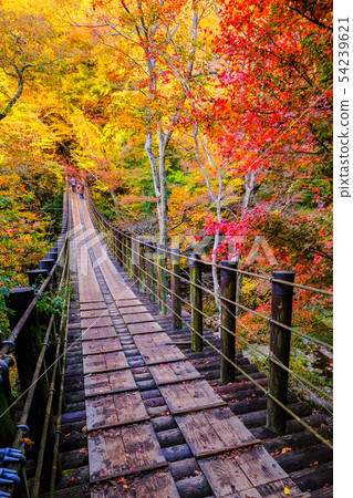 Hananuki Valley: Shiomi Falls Suspension Bridge (Autumn) 54239621