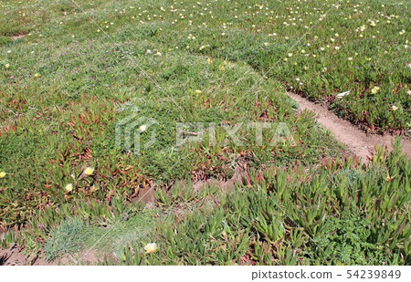 Cape Roca Cape Roca 54239849