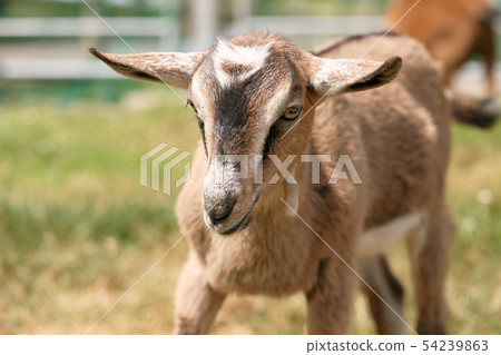 山羊高山在動物園裡 54239863