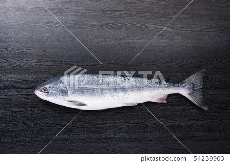 Hokkaido fresh salmon 54239903