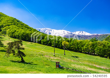 (Nagano Prefecture) Hakuba Happo-one / Kitaon Highlands Early summer slopes 54240595