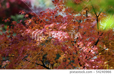 秋葉在櫪木公園秋葉秋葉風景楓葉秋葉楓 54240966