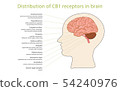 Distribution of CB1 receptors in brain 54240976