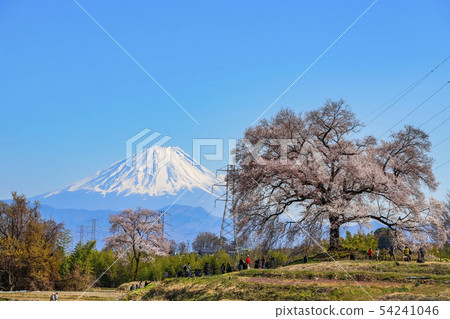 [Amagasaki City, Yamanashi Prefecture] Cherry blossoms and Mt. Fuji in Wakazuka 54241046