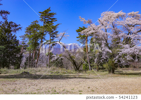 [Yamanashi Prefecture Amagasaki City] Shinfu Castle Honmaru trace and Southern Alps in spring 54241123