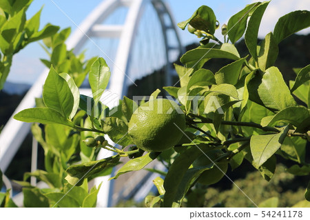 瀨戶內檸檬 54241178