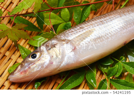 Summer season is summer season Summer season is summer season 54241195