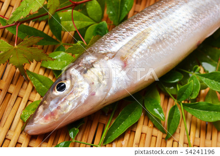 夏季是夏季 54241196