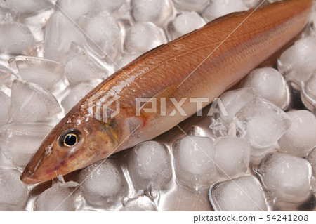 Summer season is summer season 54241208