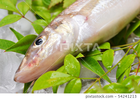 Summer season is summer season 54241213