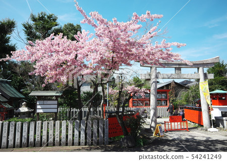 Car Ori Shrine Torii and Sakura Car Ori Shrine Torii and Sakura 54241249