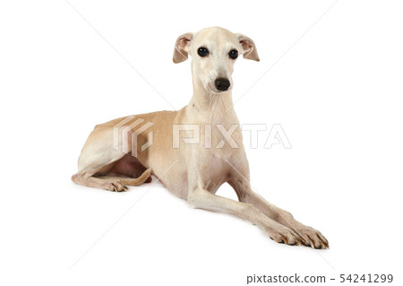 dog, Italian Greyhound, animal 54241299