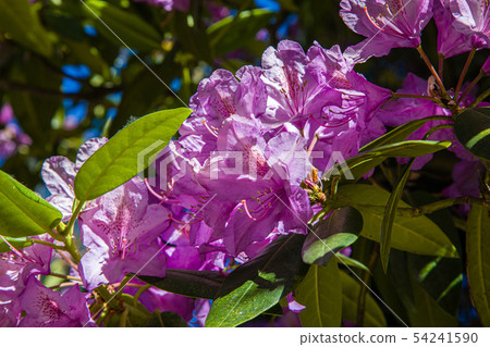 Porto Botanical Garden, Portugal 54241590