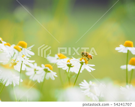 黃春菊 黃春菊 54241707