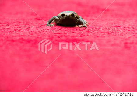 Banded bullfrog looking on camera on red carpet 54241713
