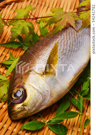 Seki Isaki stock 54241782