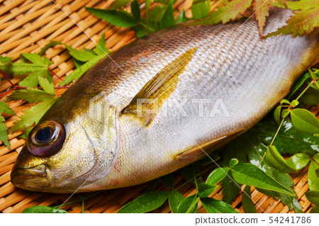 Seki Isaki stock 54241786