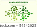 Cannabinoid guide horizontal infographic 54242023