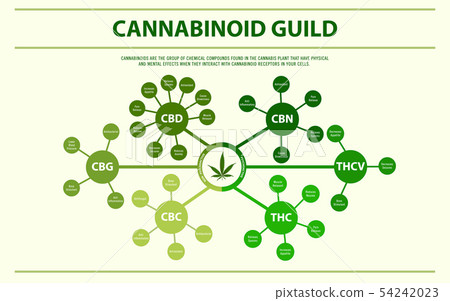 Cannabinoid Guide Horizontal Infographic - Stock Illustration [54242023 ...