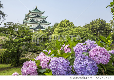 Aichi Prefecture Nagoya City Nagoya Castle and Hydrangea 54242372