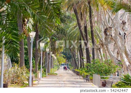 Paseo del Parque in Malaga town Costa del Sol resort Spain Paseo del Parque in Malaga town Costa del Sol resort Spain 54242447